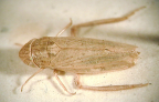 <I>Hecalocratus pallidus </I>Evans, holotype female.