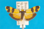 <i>Stenoscaptia venusta</i> (T.P. Lucas, 1890), male