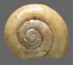 <em>Laevidelos moria</em>, dorsal view.
Diameter of shell: 5.5 mm