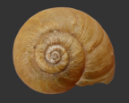 <em>Annabellia occidentalis</em>, dorsal view.
Diameter of shell: 20 mm.