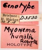<i>Myonema humilis</i> Holotype label