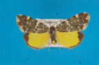 <i>Halone coryphoea</i> Hampson, 1914, male