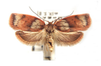 <I>Euchaetis rufogrisea</I> (Meyrick, 1883) [photo by Len Willan]