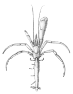<em>Oncopagurus minutus</em> [from Alcock 1905: pl. 10 fig. 3]