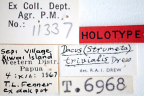 <i>Dacus (Strumeta) trivialis</i> Holotype label