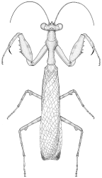 Hymenopidae