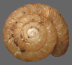 <em>Paralaoma annabelli</em>, dorsal view. Diameter of shell: 2.0mm.
