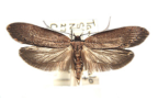 <I>Telanepsia stockeri</I> Common & Horak, 1994 [photo by Len Willan]