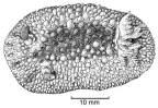 Family Dorididae. <i>Hoplodoris nodulosa</i>.(from Beesley, Ross & Wells 1998) [S. Weidland]