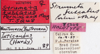 <i>Strumeta fuscatus</i> Lectotype label