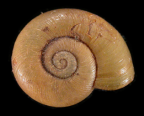 <em>Saladelos lacertina</em>, dorsal view.
Diameter of shell: 11 mm.
