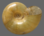 <em>Pseudechotrida bordaensis</em>, ventral view. 
