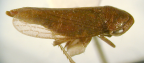 <i>Rhotidoides punctivena</i> (Walker), adult female.