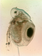 <i>Moina micrura micrura</i>, ephippial female, from Lake Alexandrina.