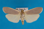 <i>Hesychopa molybdica</i> Turner, 1940, male