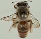 <i>Goniocolletes abdominalis</i> dorsal view