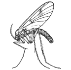 Ditomyidae