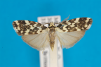 <i>Goniosema euraphota</i> Turner, 1940, male