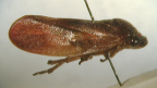 <i>Petyllis deprivata</i> (Walker), type species of <i>Petyllis</i> Kirkaldy.