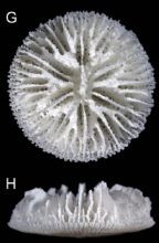 Calicular and lateral views of Stephanophyllia complicata