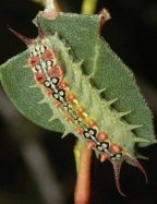 Limacodid or cupmoth larva