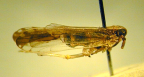 <I>Perkinsiella saccharacida </I>Kirkaldy, adult