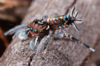 <i>Maratus digitatus</i> Otto & Hill, 2012