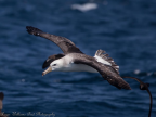 Black-browed Albatross, off Wollongong, NSW, January 2015, in flight