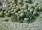 Sand Bubbler Crab rejecting a pellet of inorganic material. [Scale bar = 1cm]