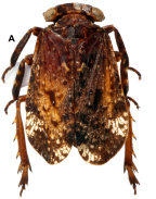 <i>Olonia danielsi</i> Constant, holotype male