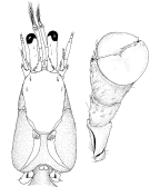 <em>Pylojacquesia colemani</em>, carapace and right cheliped (not to scale) [from McLaughlin & Lemaitre 2001: figs 2a, 4b]