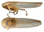 <i>Mayawa brevicephala</i> Dietrich, holotype, <i>habitus</i>
