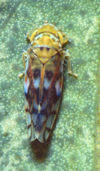 <i>Kahaono montana</i> Evans, the Silk Leafhopper (tribe Dikraneurini).