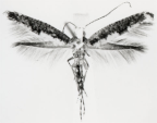 argyresthiidae