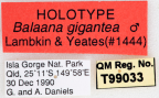 <i>Balaana gigantea</i> Holotype label