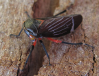 <i>Eurymeloides lineata</i> (Signoret), adult on Mt Canobolas, Orange, New South Wales.