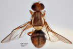 <i>Bactrocera (Bactrocera) turneri</i> Holotype