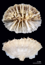 Calicular and lateral views of Flabellum (Ulocyathus) tuthilli
