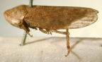<i>Rhotidoides dongarrensis</i> Evans, adult female.