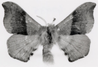 eupterotidae