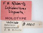 <i>Lepidanthrax linguata</i> Holotype label