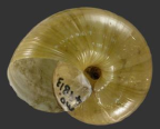 <em>Briansmithia clarkensis</em>, ventral view.