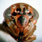 <I>Idioscopus nitidulus</I> (Walker), face of head, male.