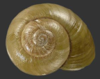 <em>Briansmithia clarkensis</em>, dorsal view.
Diameter of shell: 26.5 mm