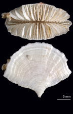 Calicular and lateral views of Flabellum politum