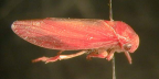 <i>Trocnada dorsigera</i> Walker, type species of <i>Trocnada</i> Walker.