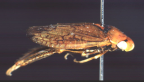 <i>Ectopiocephalus australis</i> (Walker) (= <i>Ectopiocephalus vanduzeei</i> Kirkaldy), type species of <i>Ectopiocephalus</i> Kirkaldy.