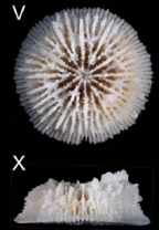 Calicular and lateral views of Fungiacyathus sandoi