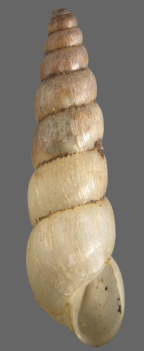 <em>Eremopeas tuckeri</em>. Height of shell: 8.5 mm