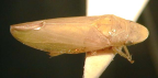 <I>Reuplemmeles hobartensis </I>(Evans), adult femalle.